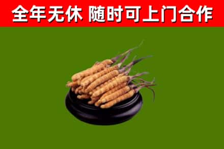 淮滨县回收冬虫夏草