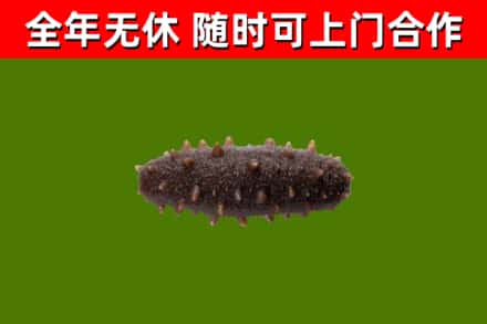 淮滨县回收海参干